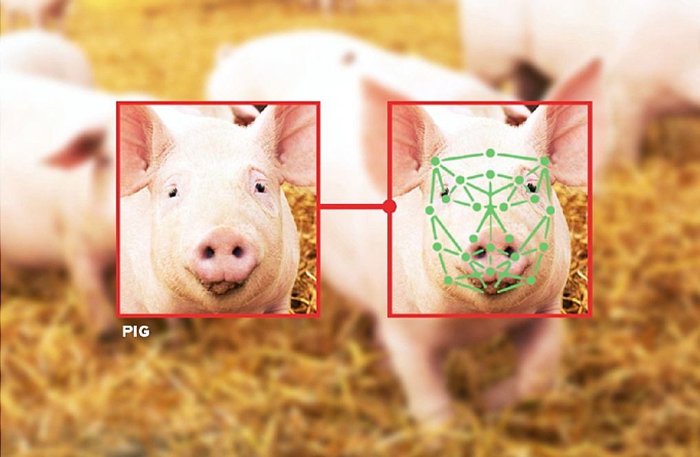 不止豬臉辨識！AI助台灣豬農再升級